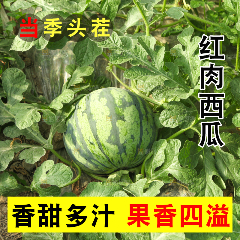 地里新鲜现摘大西瓜