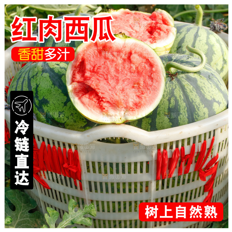地里新鲜现摘大西瓜