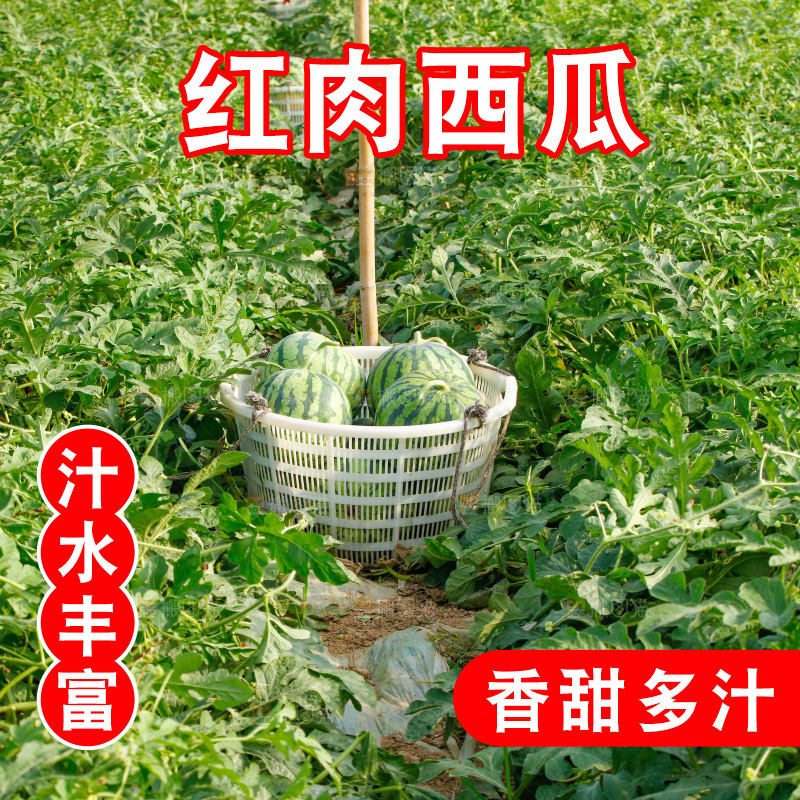 地里新鲜现摘大西瓜