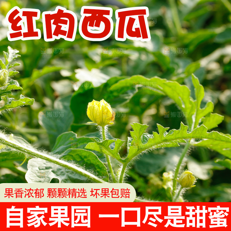 地里新鲜现摘大西瓜