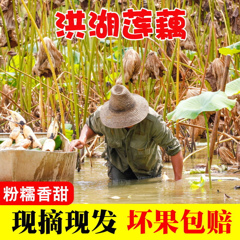 荷塘现挖莲藕