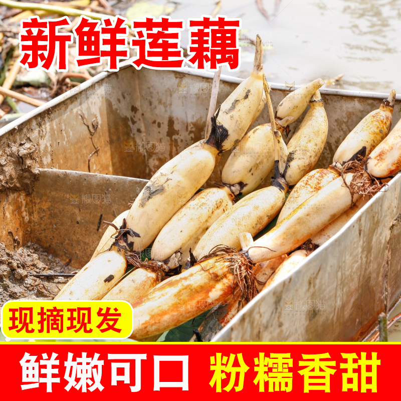 荷塘现挖莲藕