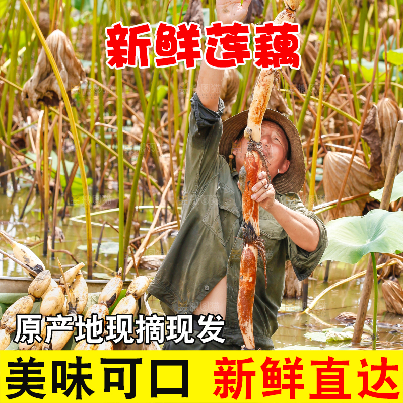 荷塘现挖莲藕