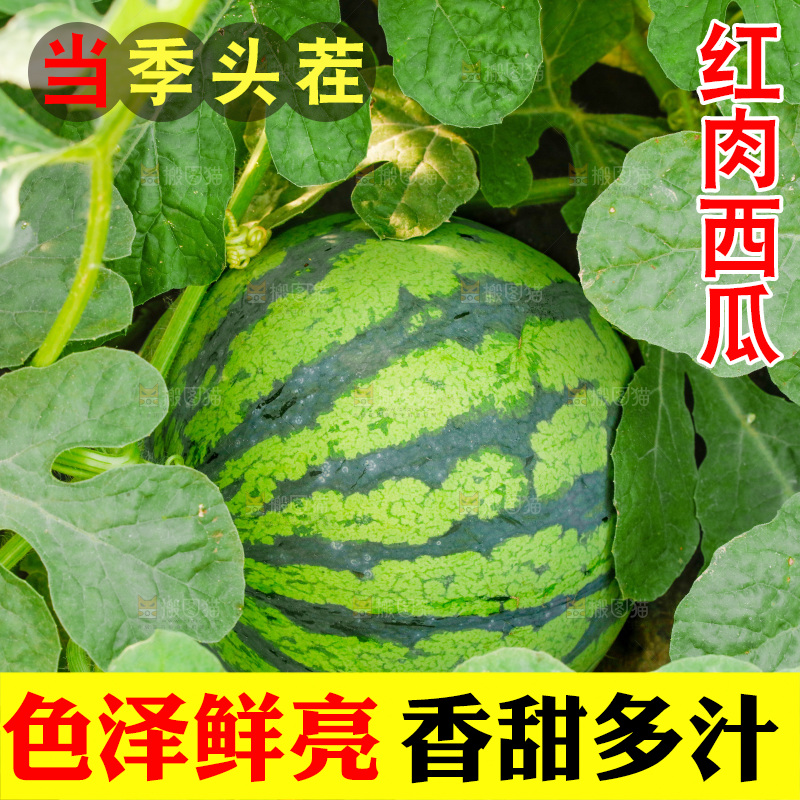 地里新鲜现摘大西瓜