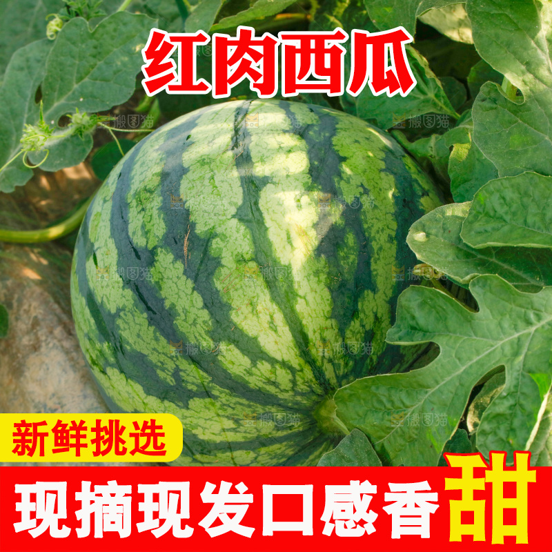 地里新鲜现摘大西瓜