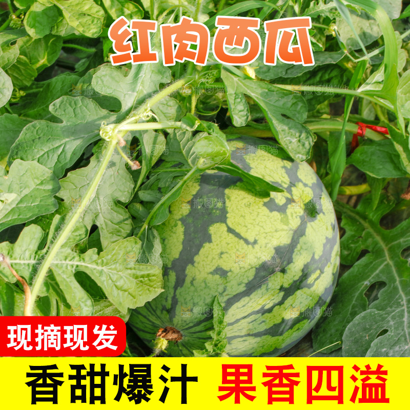 地里新鲜现摘大西瓜