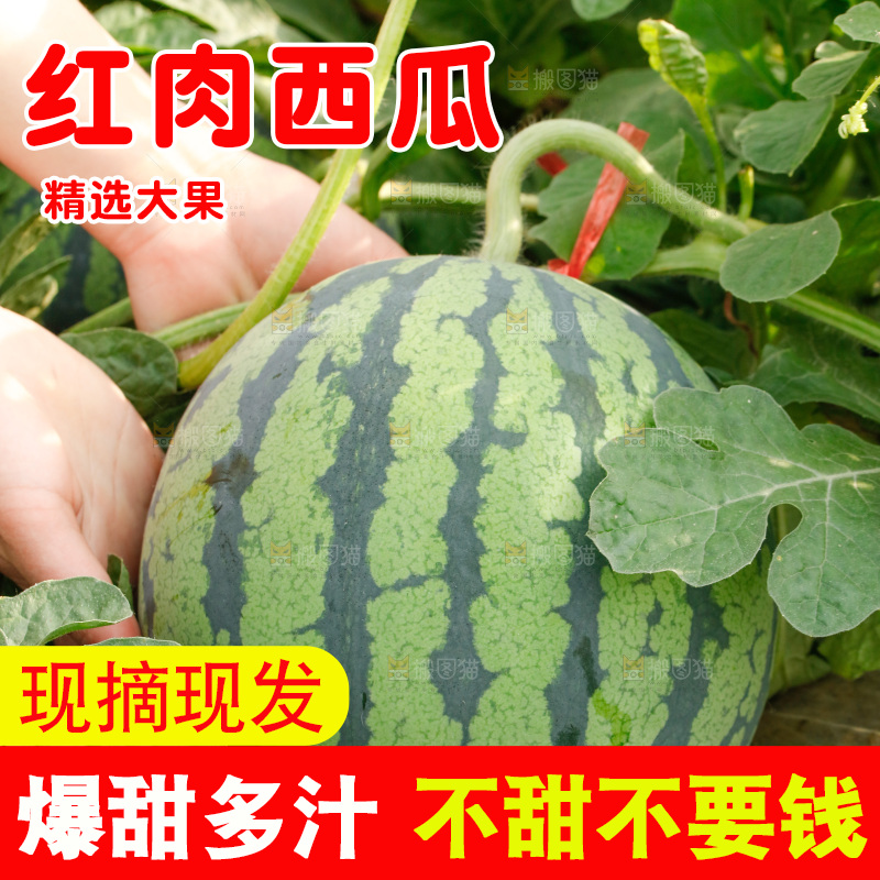 地里新鲜现摘大西瓜