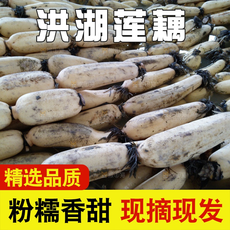 摆放整齐的莲藕