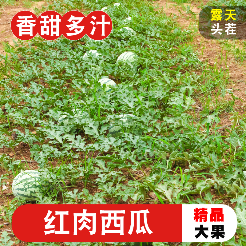 地里新鲜现摘大西瓜