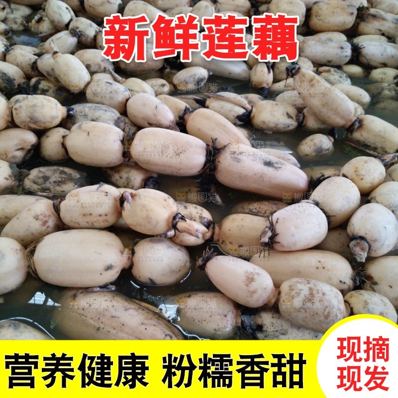 摆放整齐的莲藕