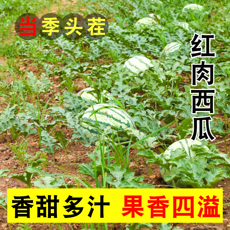地里新鲜现摘大西瓜
