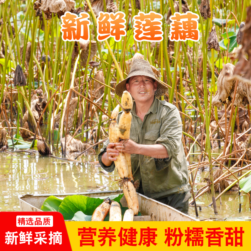 荷塘现挖莲藕