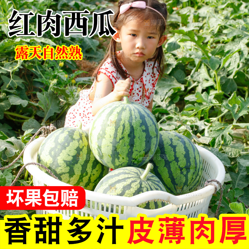地里新鲜现摘大西瓜