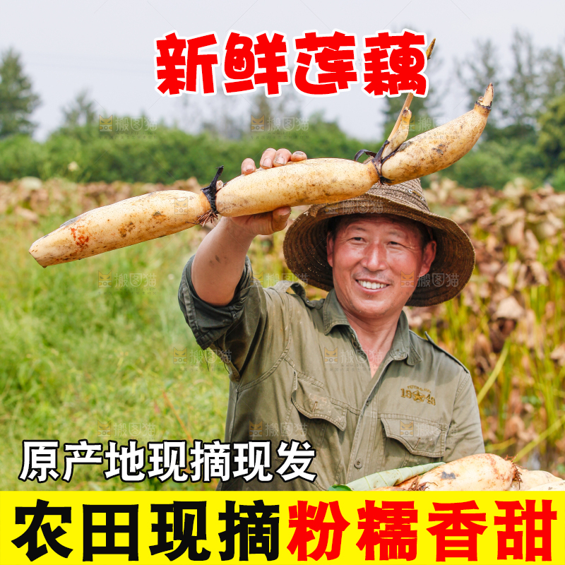 荷塘现挖莲藕
