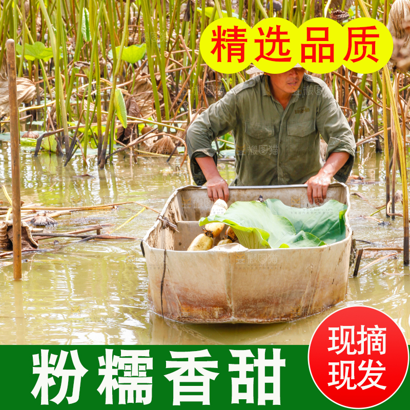 荷塘现挖莲藕