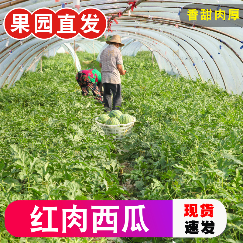 地里新鲜现摘大西瓜