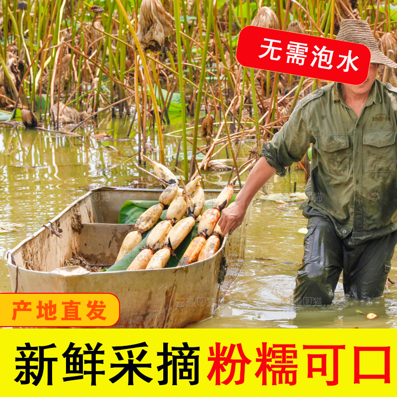 荷塘现挖莲藕