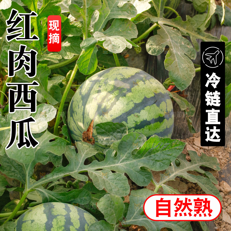 地里新鲜现摘大西瓜
