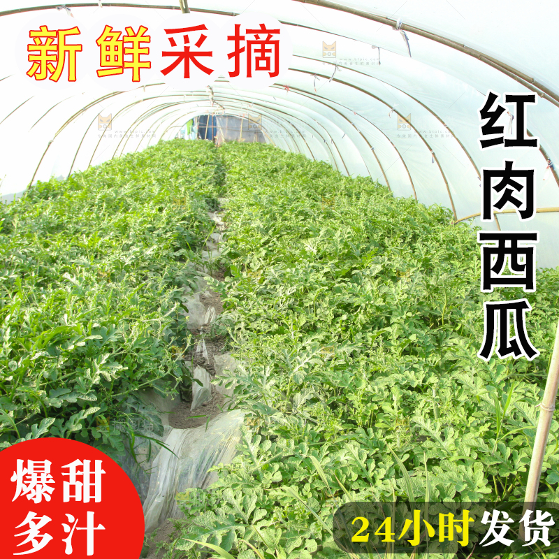 地里新鲜现摘大西瓜