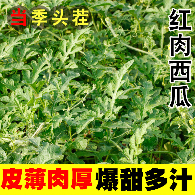 地里新鲜现摘大西瓜