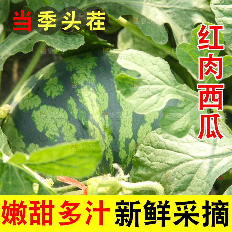 地里新鲜现摘大西瓜