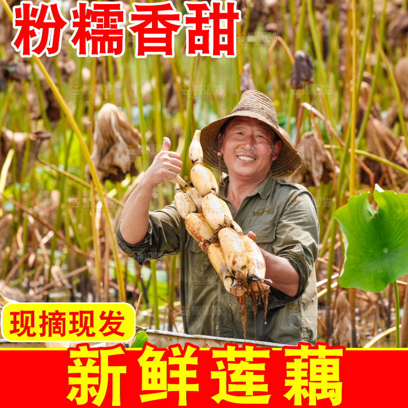 荷塘现挖莲藕