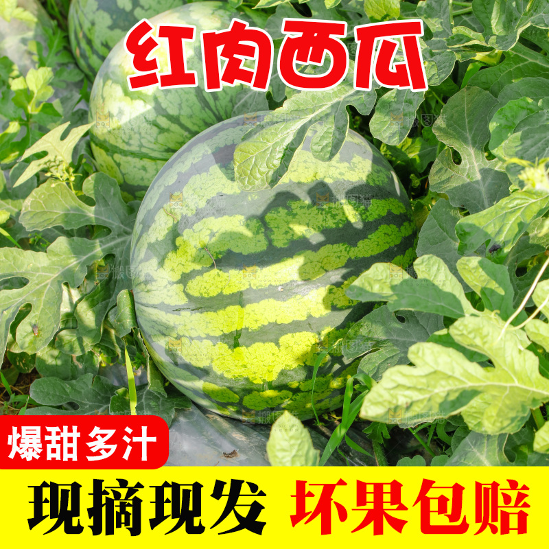 地里新鲜现摘大西瓜
