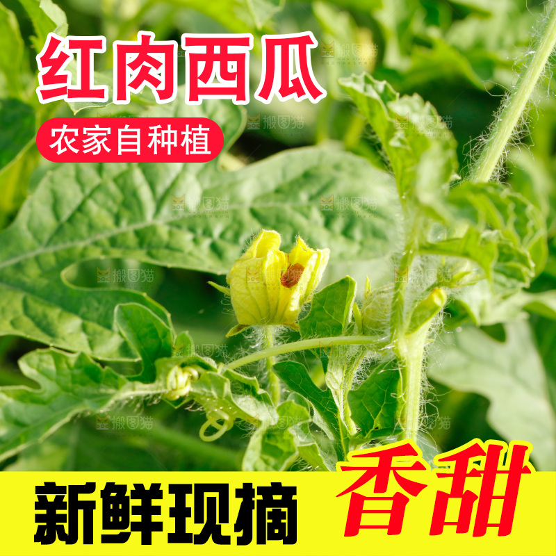 地里新鲜现摘大西瓜