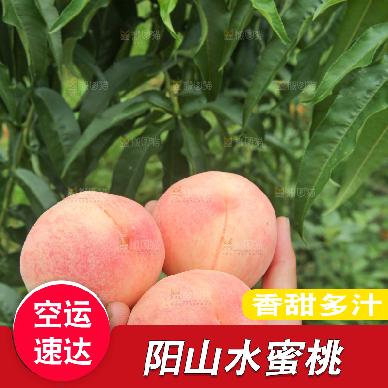 手里拿着阳山水蜜桃