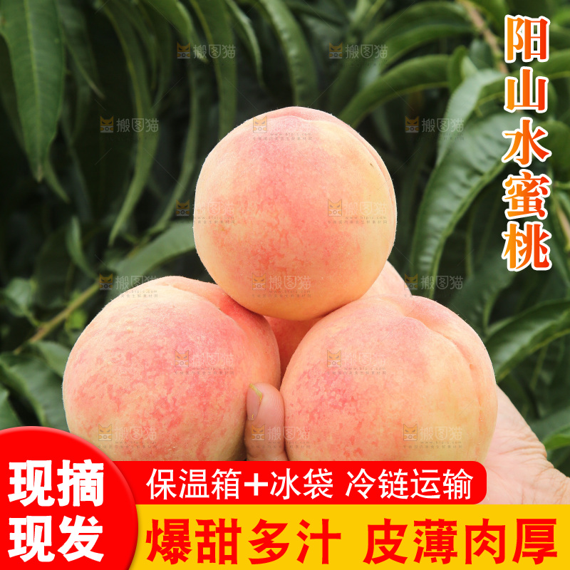 手里拿着阳山水蜜桃