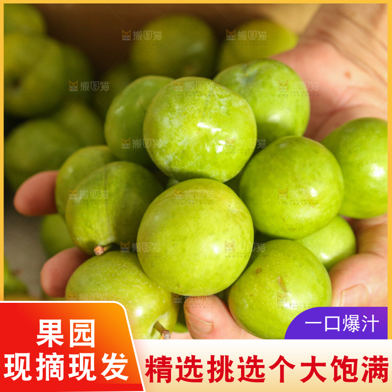 木底上的脱骨李
