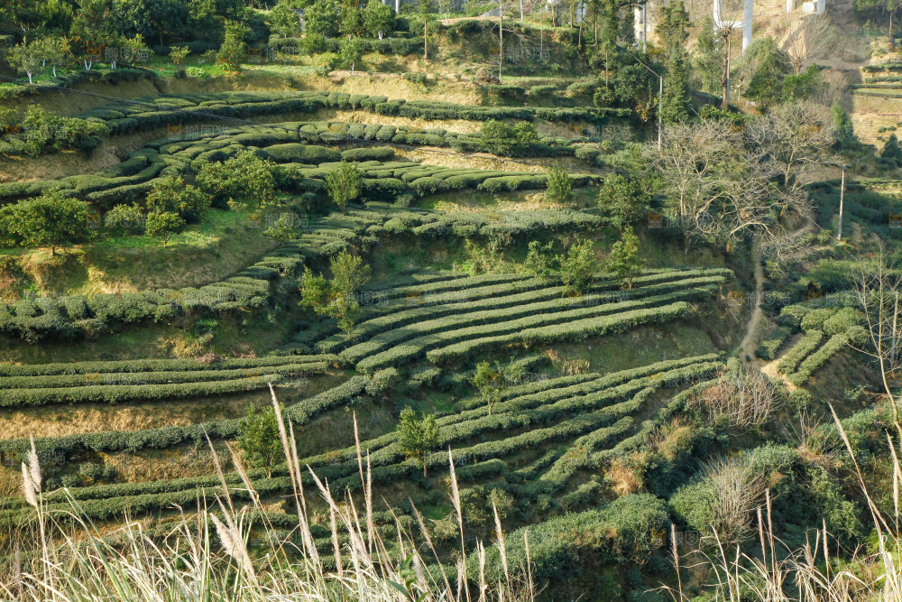大片茶园