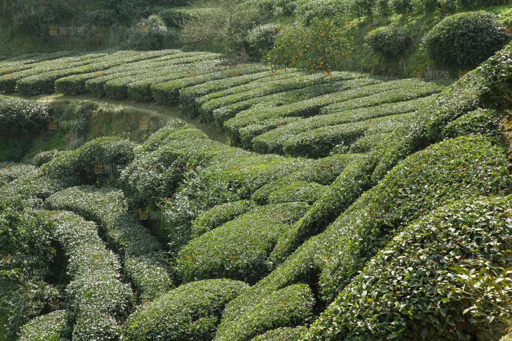 大片茶园