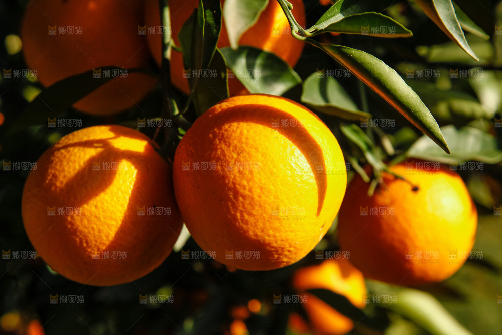 橙子产地
