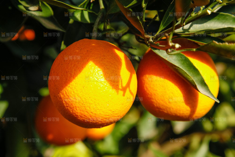 橙子产地