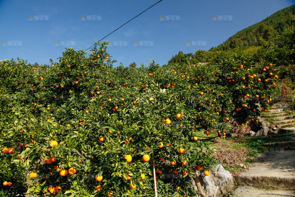 橙子产地
