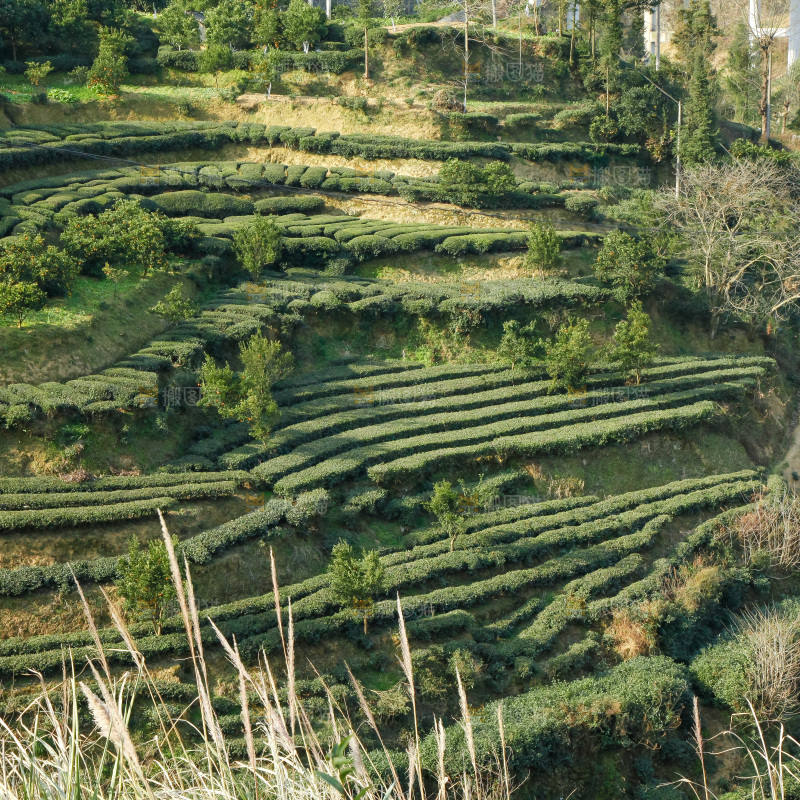 大片茶园