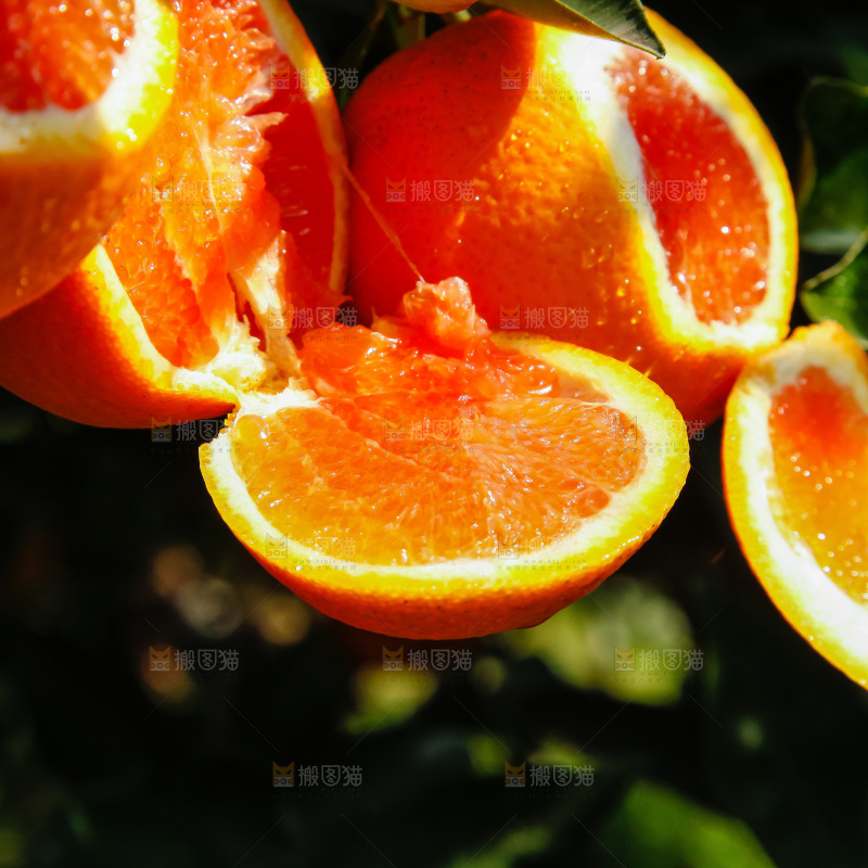 脐橙产地