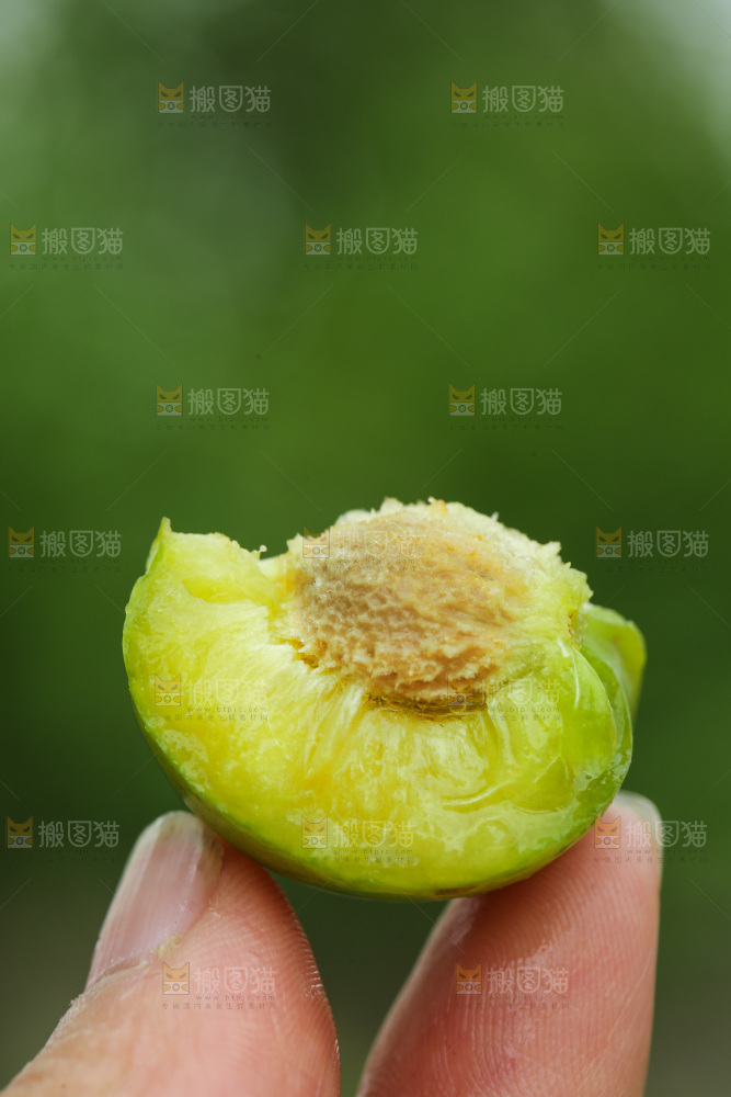 手里拿着脱骨李