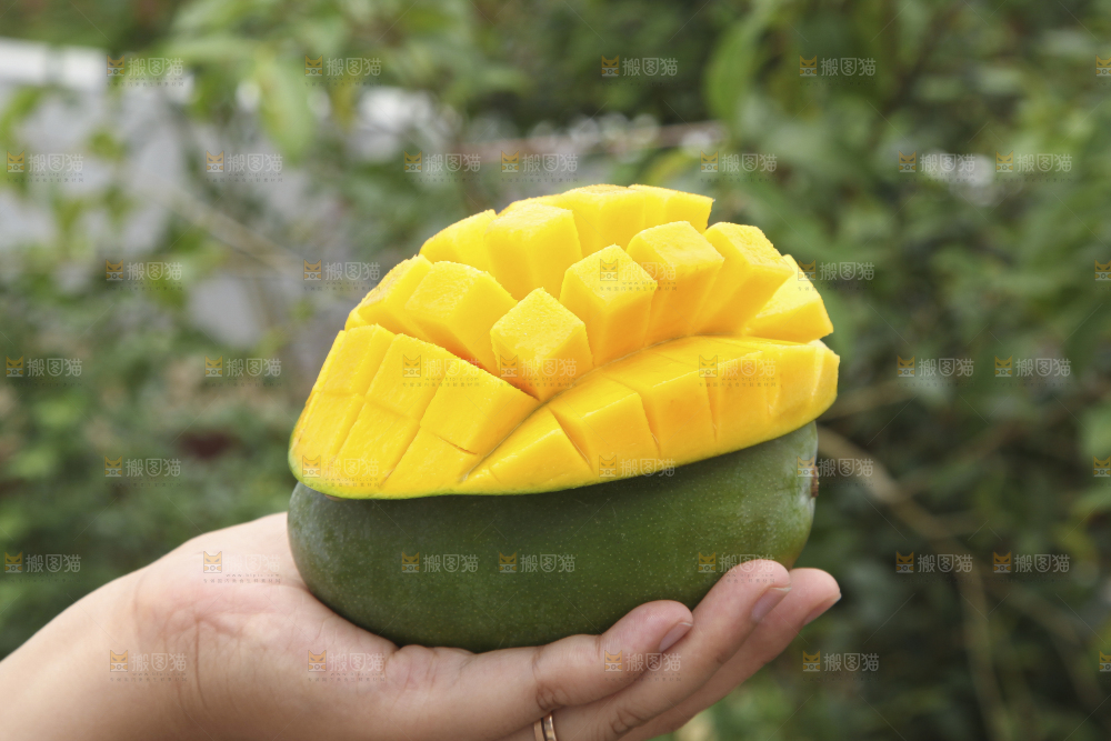 手里拿着凯特芒