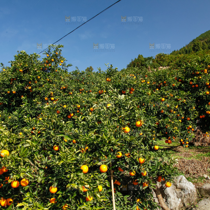 橙子产地
