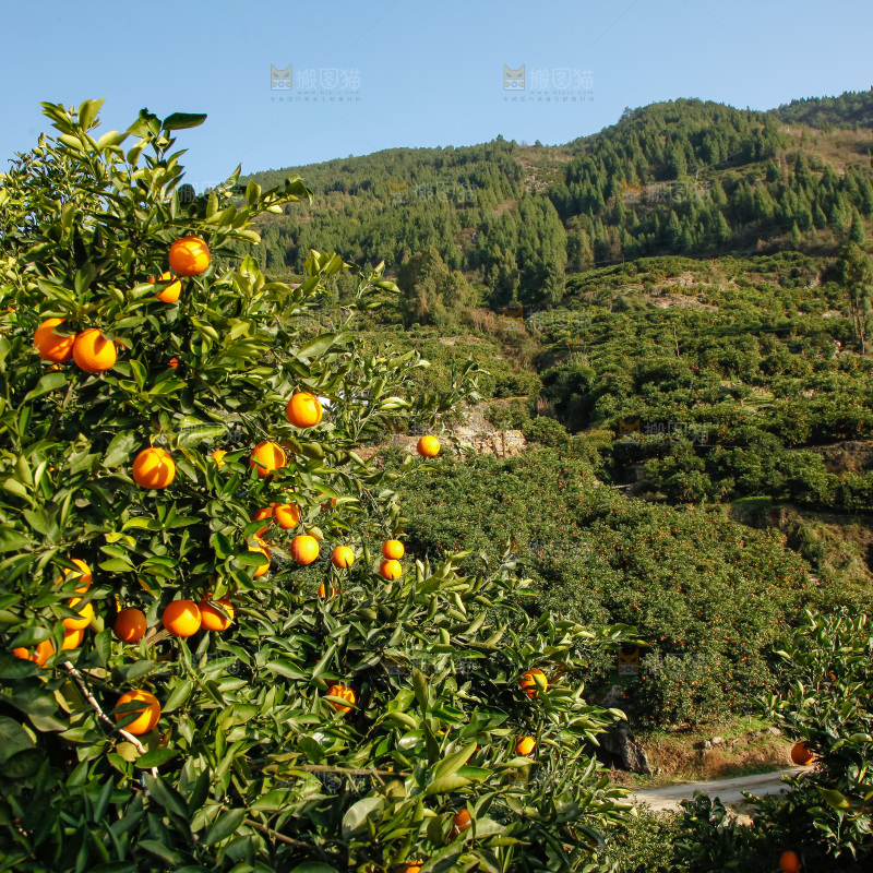 橙子产地