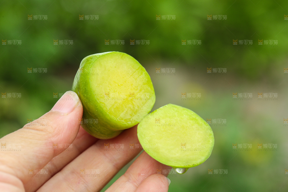 手里拿着脱骨李