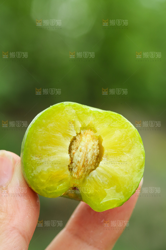 手里拿着脱骨李