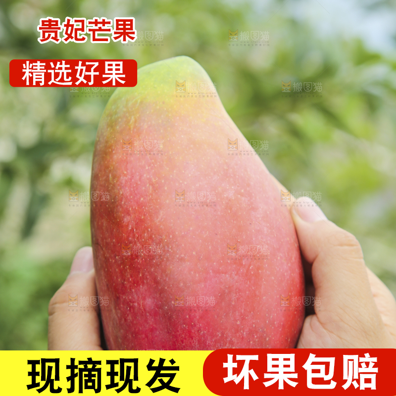 手里拿着贵妃芒
