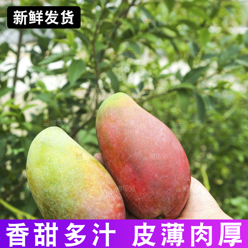 手里拿着贵妃芒