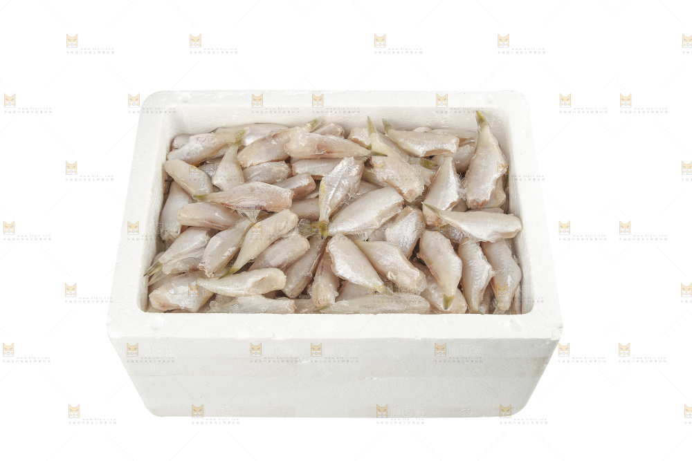 白底上的耗儿鱼