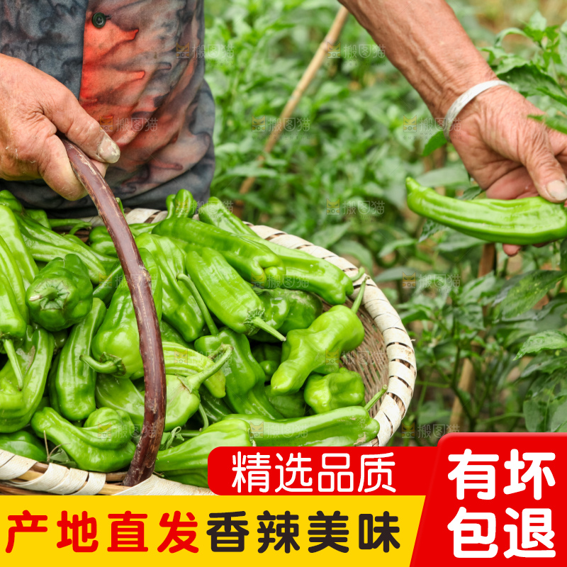 手里拿着新鲜辣椒
