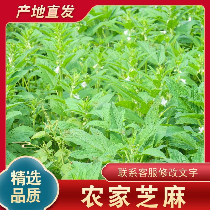 大片芝麻产地