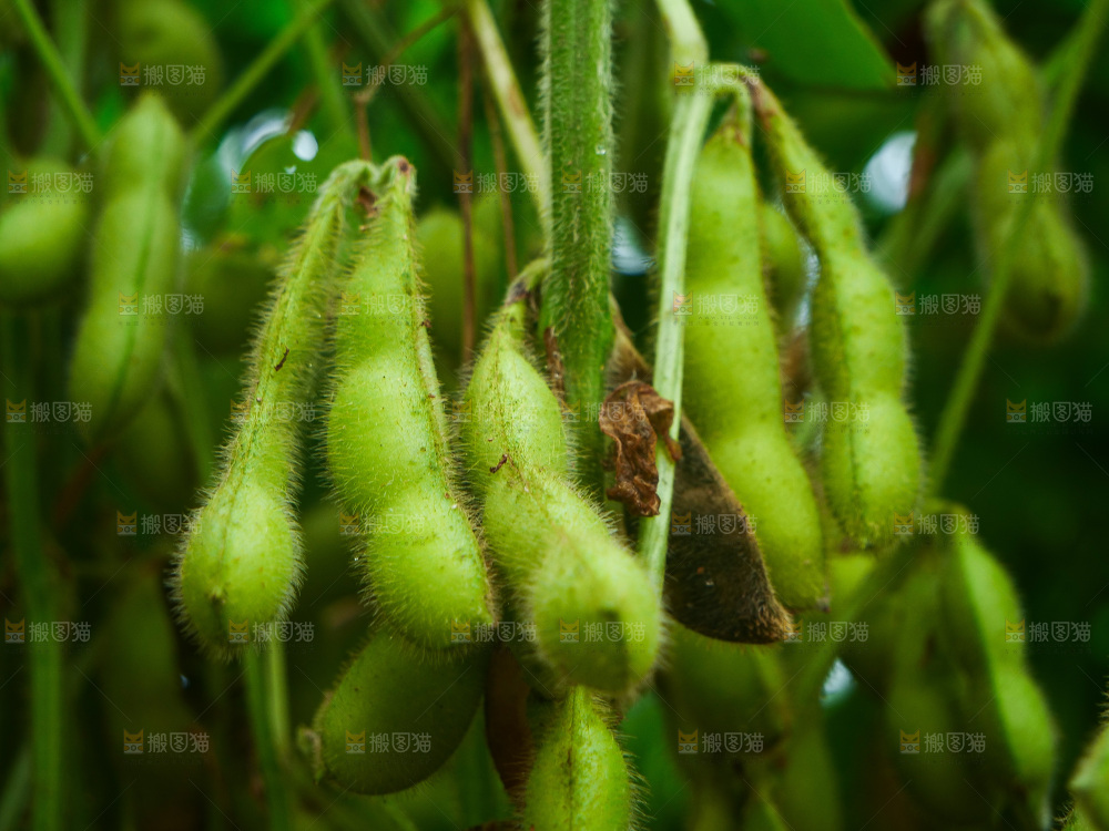 大片毛豆产地